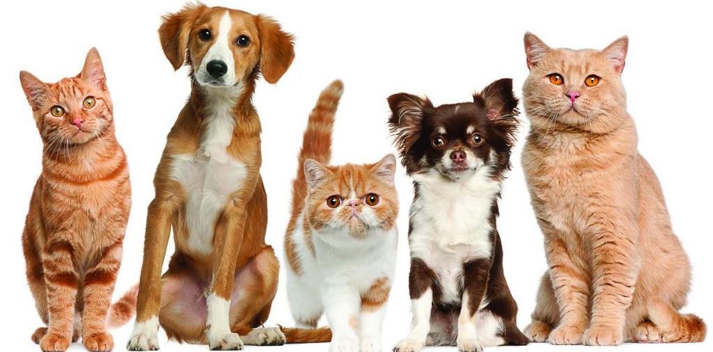 Доска объявлений о животных | ЗооТом - продажа, вязка и услуги для животных в Щекино