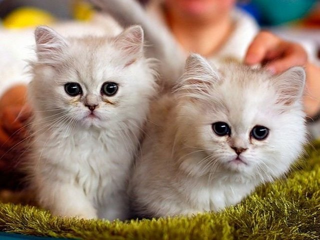 Породы кошек в Щекино | ЗооТом портал о животных