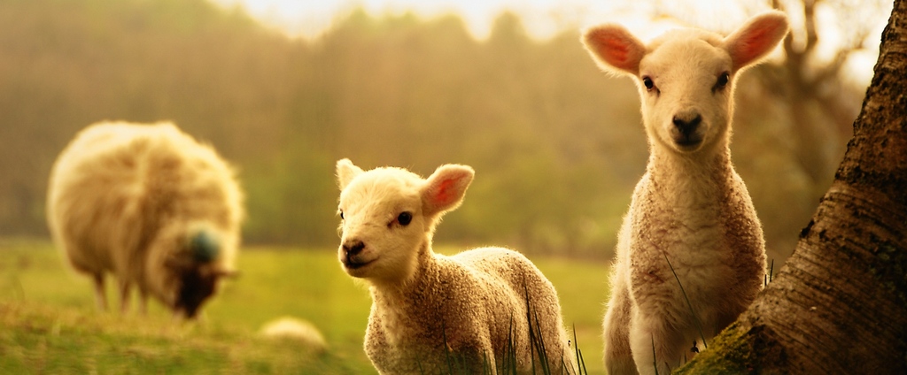 Объявления о сельскохозяйственных животных | ЗооТом - продажа, вязка и услуги для животных в Щекино