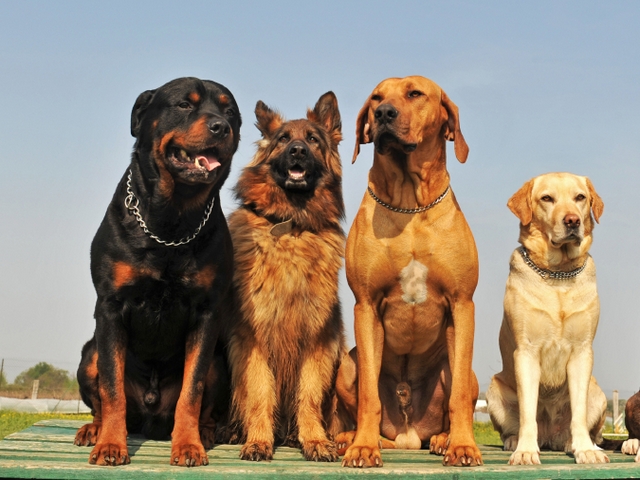 Крупные породы собак в Щекино | ЗооТом портал о животных