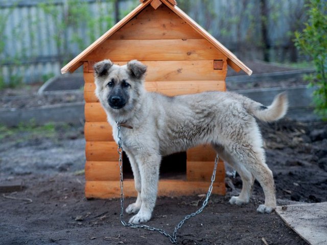 Все о собаках в Щекино